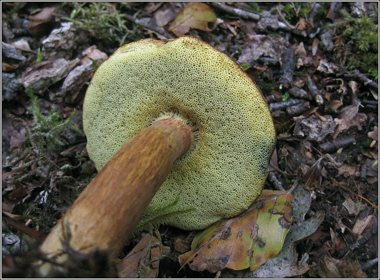 Boletus badius, Bay Bolete