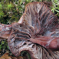 Collybia fusipes, Spindleshank