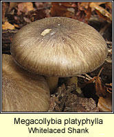 Megacollybia platyphylla, Whitelaced Shank