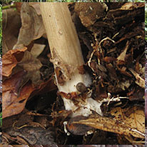 Megacollybia platyphylla, Whitelaced Shank