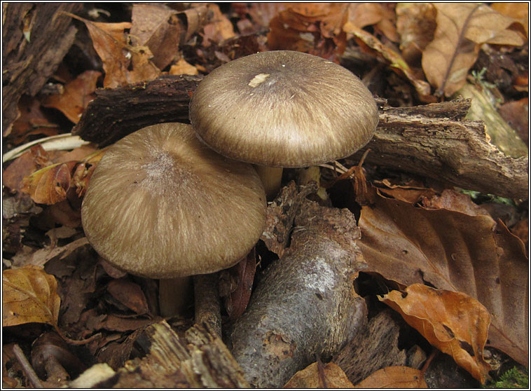 Megacollybia platyphylla, Whitelaced Shank