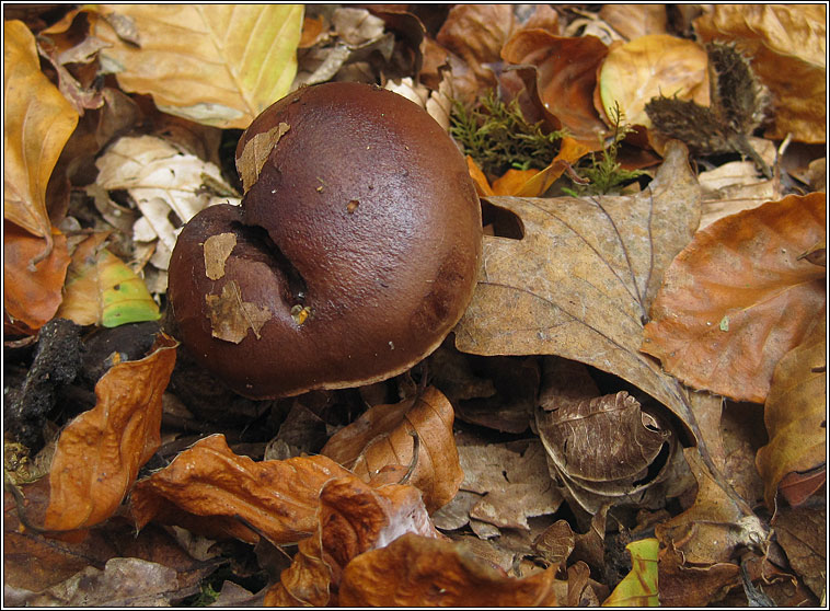 Tricholoma ustale, Burnt Knight