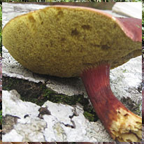 Xerocomus chrysenteron, Red Cracking Bolete