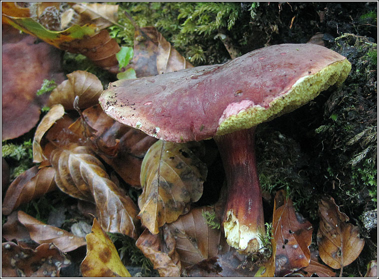 Xerocomus chrysenteron, Red Cracking Bolete