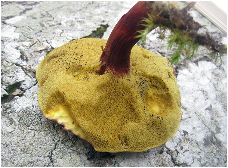 Xerocomus chrysenteron, Red Cracking Bolete