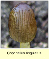 Coprinellus angulatus