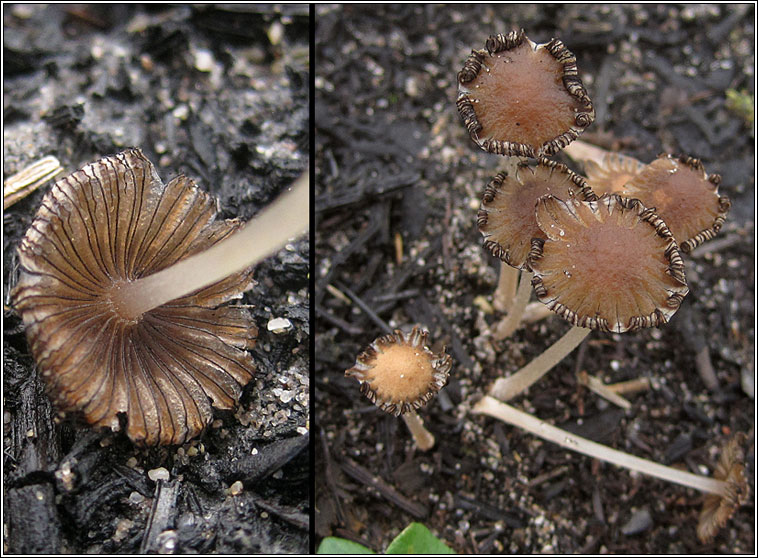 Coprinellus angulatus