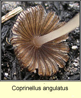 Coprinellus angulatus