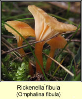 Rickenella fibula