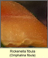 Rickenella fibula