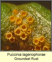 Puccinia lagenophorae, Groundsel Rust