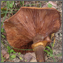 Honey fungus, Armillaria mellea