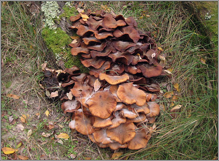 Honey fungus, Armillaria mellea