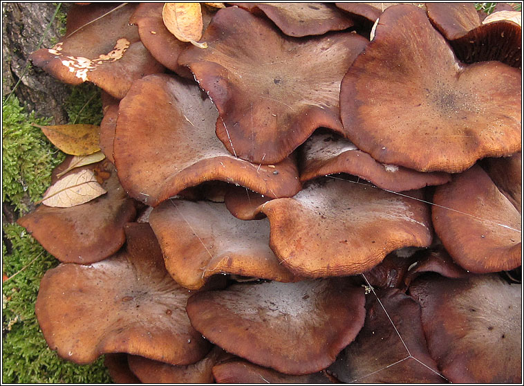 Honey fungus, Armillaria mellea