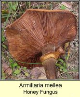 Armillaria mellea, Honey Fungus