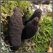 Dead Man's Fingers, Xylaria polymorpha