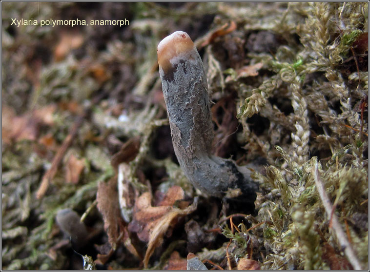 Dead Man's Fingers, Xylaria polymorpha