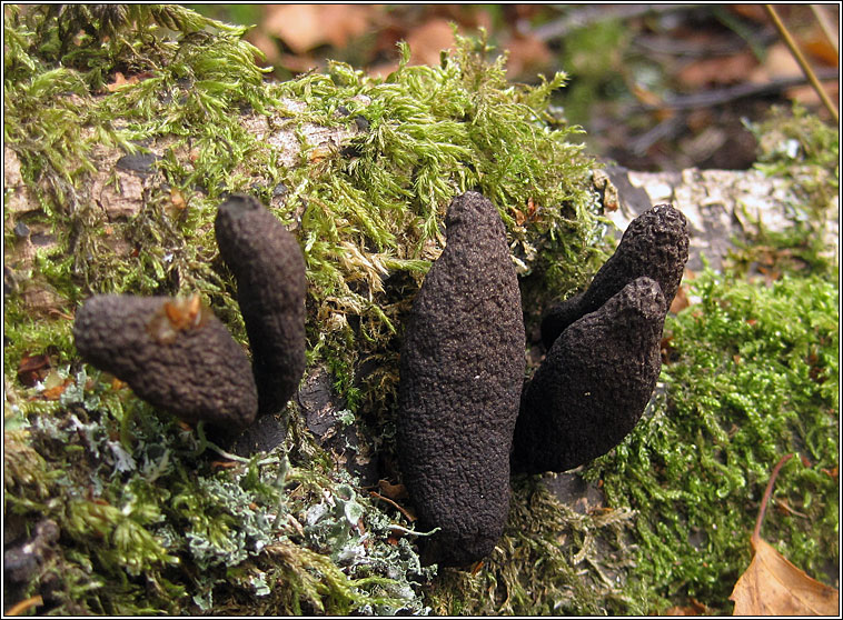 Dead Man's Fingers, Xylaria polymorpha