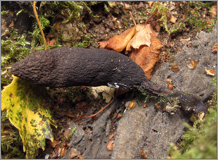 Dead Man's Fingers, Xylaria polymorpha