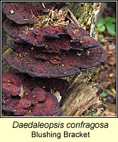 Daedaleopsis confragosa, Blushing Bracket