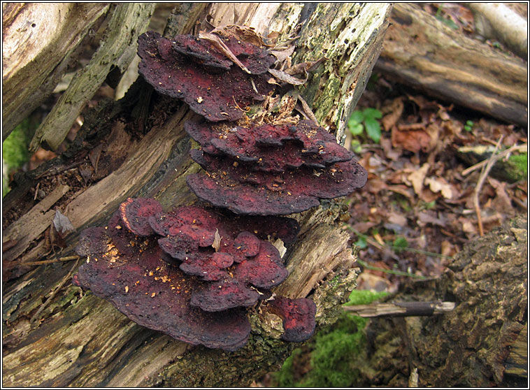 Daedaleopsis confragosa, Blushing Bracket