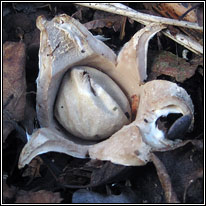 Geastrum fimbriatum, Fringed Earthstar