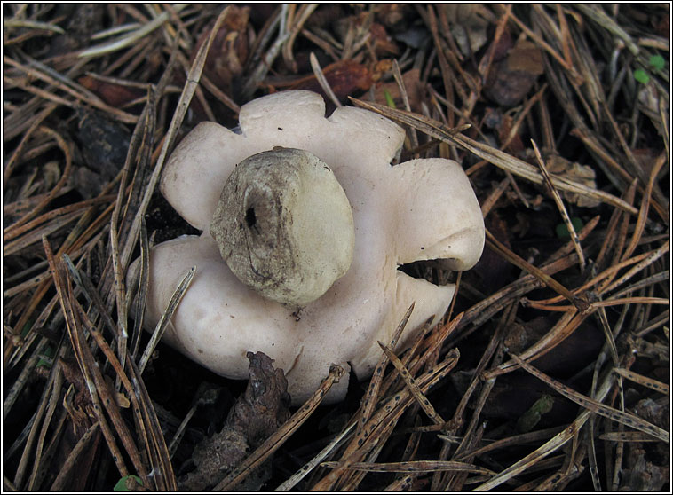 Geastrum fimbriatum, Fringed Earthstar