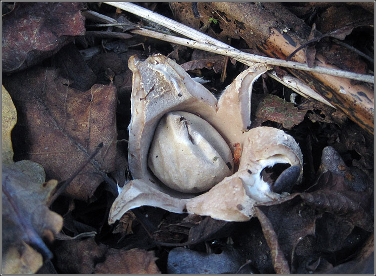 Geastrum fimbriatum, Fringed Earthstar