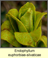 Endophyllum euphorbiae-silvaticae