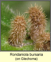 Rondaniola bursaria