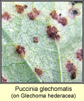 Puccinia glechomatis