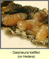 Dasineura kiefferi