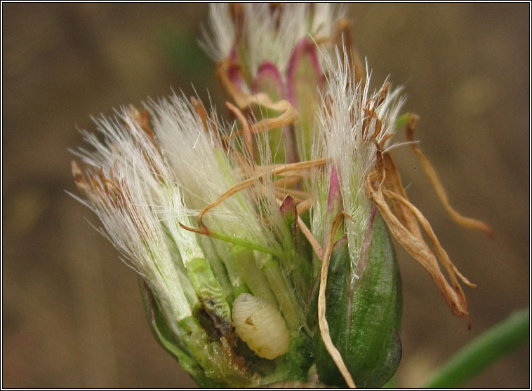 Campiglossa plantaginis