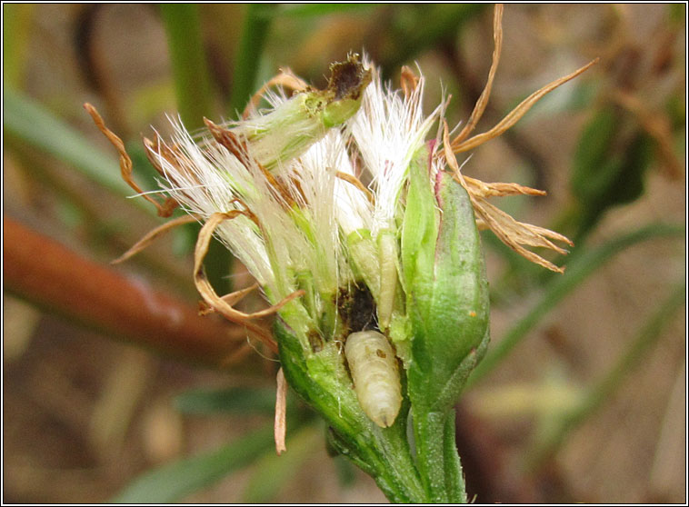 Campiglossa plantaginis