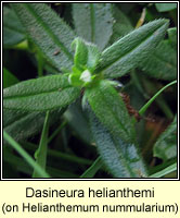 Dasineura helianthemi