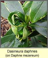 Dasineura daphnes