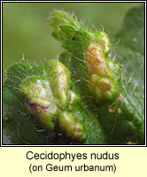 Cecidophyes nudus