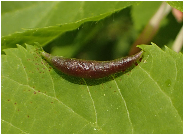 Dasineura tiliae