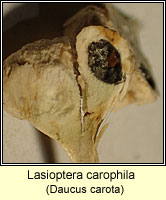 Lasioptera carophila