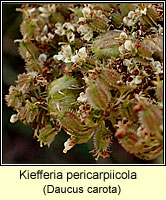 Kiefferia pericarpiicola