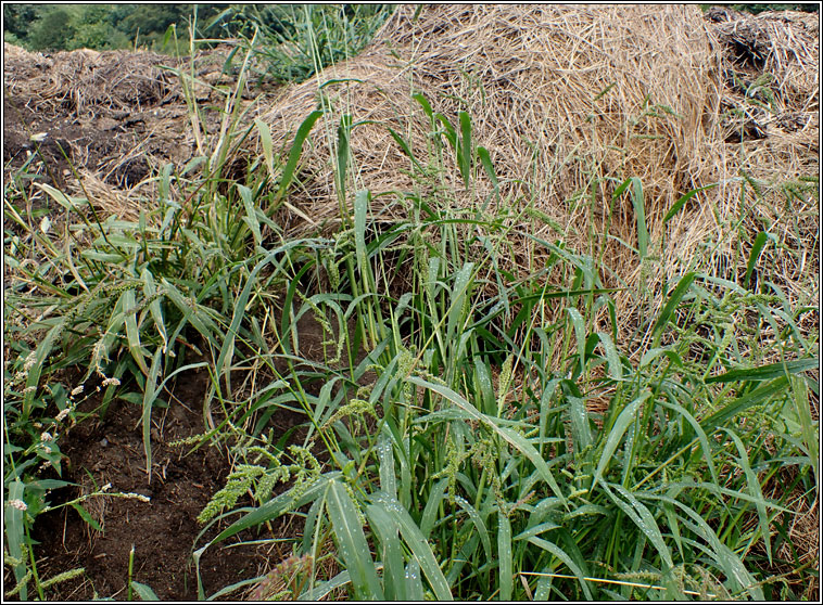 Cockspur, Barnyard Grass, Echinochloa crus-galli