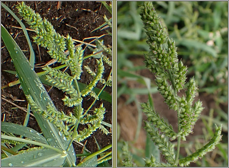 Cockspur, Barnyard Grass, Echinochloa crus-galli