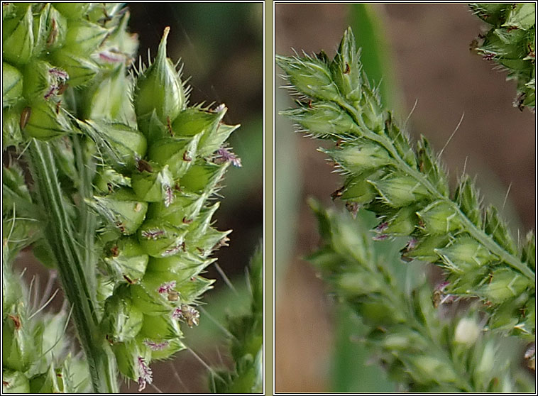 Cockspur, Barnyard Grass, Echinochloa crus-galli