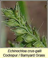 Echinochloa crus-galli, Cockspur