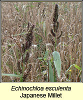 Echinochloa esculenta, Japanese Millet