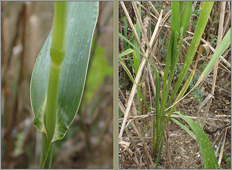 Japanese Millet, Echinochloa esculenta