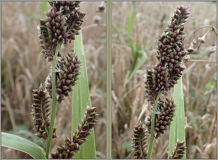 Japanese Millet, Echinochloa esculenta