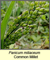 Panicum miliaceum, Common Millet