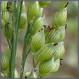 Common Millet, Panicum miliaceum