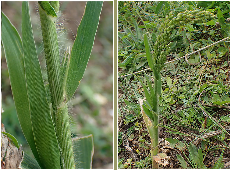 Common Millet, Panicum miliaceum